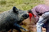 Belthangady : Man dies in wild boar attack